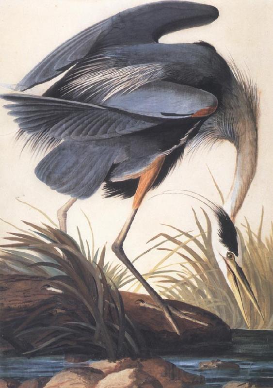 John James Audubon Great Blue Heron Norge oil painting art